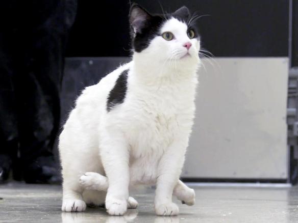 Pauly the six-legged cat, stray cats, Edmonton, Little Cats Lost, TNR, Community cats, six-legged cat, cat rescue, Oxford Animal Hospital, Canada, caring for outdoor cats, special needs cats,