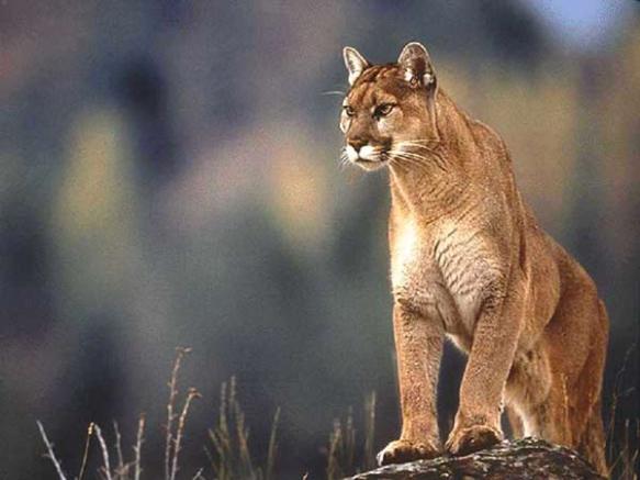 The Cougar Fund, Mountain Lions, Cougars, Save Cougars, Washington, Washington Department of Fish & Wildlife Commission, Puma concolor, Americas Lion, Save Mountain Lions, Ban Trophy Hunting, Urge Governor Inslee to reverse the undemocratic and arbitrary cougar-quota decision, Speak up for Mountain Lions, save habitat, conservation, living with wildlife 