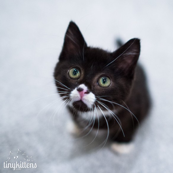 Miracle Kitten, Rescue cats, Kitten rescue, Cassidy, Tiny Kitten who lost his back legs, TIny Kittens cat rescue, Langley, British Columbia, volunteer-run non-profit society working to improve the lives of cats and kittens in need, Cats using wheels, Handicapped Pets Canada, tiny wheelchair, adopt don't shop, spay neuter your cats,