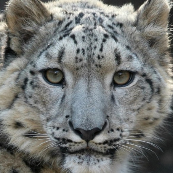 International Snow Leopard Day 2015, Snow Leopards, Endangered Species, big cats, Panthera uncia, Cats of Central Asia, Snow leopard habitat at risk from climate change, climate change, Nepal, Mongolia, Snow Leopard Trust, Snow leopards occur in the mountains of Afghanistan, Bhutan, China, India, Kyrgyzstan, Kazakhstan, Nepal, Mongolia, Pakistan, Russia, Tajikistan, listed in Appendix 1 of CITES, protect from climate change, habitat loss, poaching, beautiful and rare big cats, wild cats