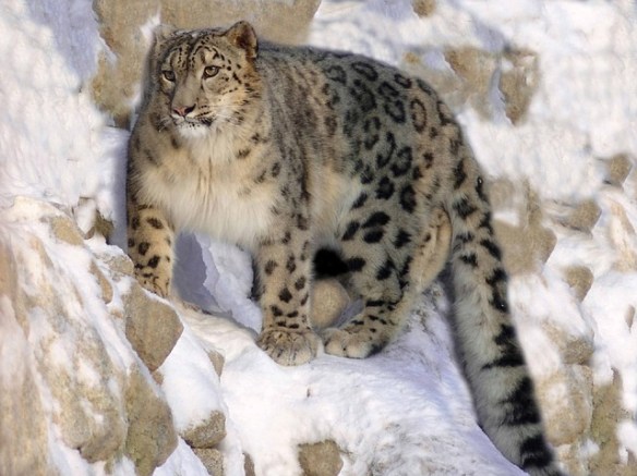 International Snow Leopard Day 2015, Snow Leopards, Endangered Species, big cats, Panthera uncia, Cats of Central Asia, Snow leopard habitat at risk from climate change, climate change, Nepal, Mongolia, Snow Leopard Trust, Snow leopards occur in the mountains of Afghanistan, Bhutan, China, India, Kyrgyzstan, Kazakhstan, Nepal, Mongolia, Pakistan, Russia, Tajikistan, listed in Appendix 1 of CITES, protect from climate change, habitat loss, poaching, beautiful and rare big cats, wild cats