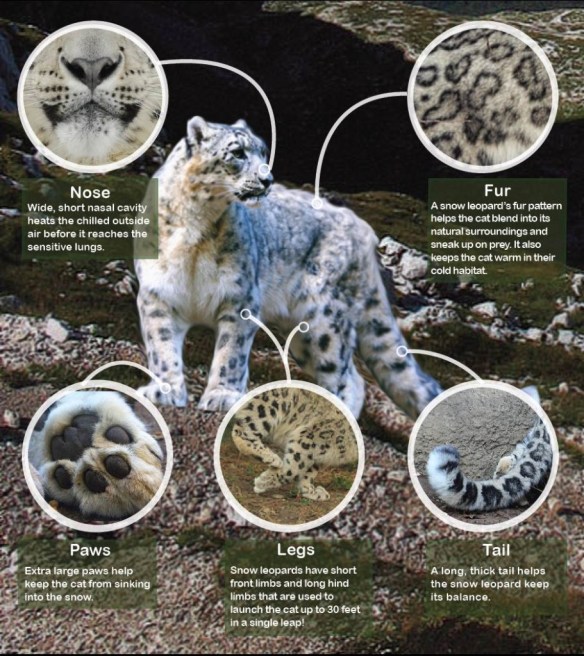 International Snow Leopard Day 2015, Snow Leopards, Endangered Species, big cats, Panthera uncia, Cats of Central Asia, Snow leopard habitat at risk from climate change, climate change, Nepal, Mongolia, Snow Leopard Trust, Snow leopards occur in the mountains of Afghanistan, Bhutan, China, India, Kyrgyzstan, Kazakhstan, Nepal, Mongolia, Pakistan, Russia, Tajikistan, listed in Appendix 1 of CITES, protect from climate change, habitat loss, poaching, beautiful and rare big cats, wild cats