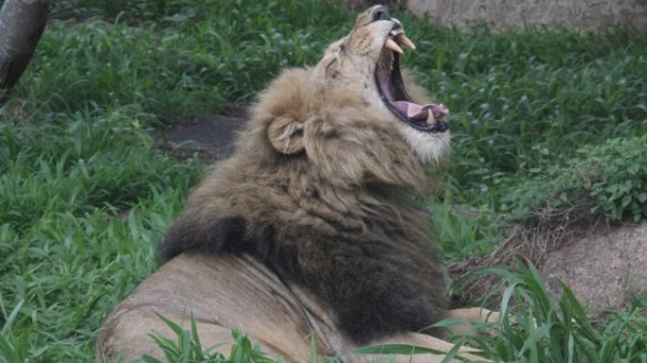 Cecil the Lion, Lions, Save Lions, Walter Palmer, Ban trophy hunting, ban sport hunting, killing is not conservation, Africa, Lions close to extinciton, Cecils Law, List the Lion as Endangered, Endangered Species, Ban import of Lion trophies into the USA, Ban Sport hunting, South Africa, Zimbabwe