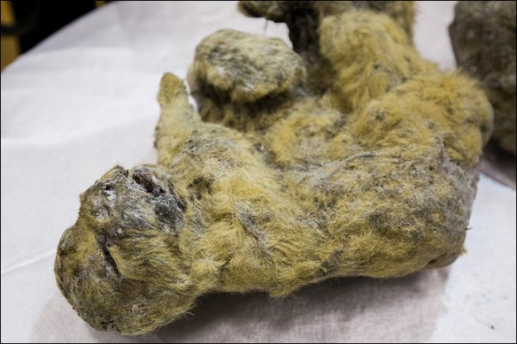 Cave Lions, Extinct Lions, Siberia, Russia, academy of Sciences of Yakutia, Pleistocene animals, Scientific Discovery, Ancient big cats, Panthera spelaea (Goldfuss), cave lions, preserved lion cubs,