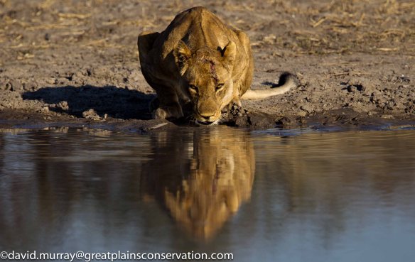 Lions, wildlife conservation, Africa, Ethical Tourism, Travel, Botswana, Great Plains Selinda Concession, Photographic toursim, save lions, save wildlife, save habitat
