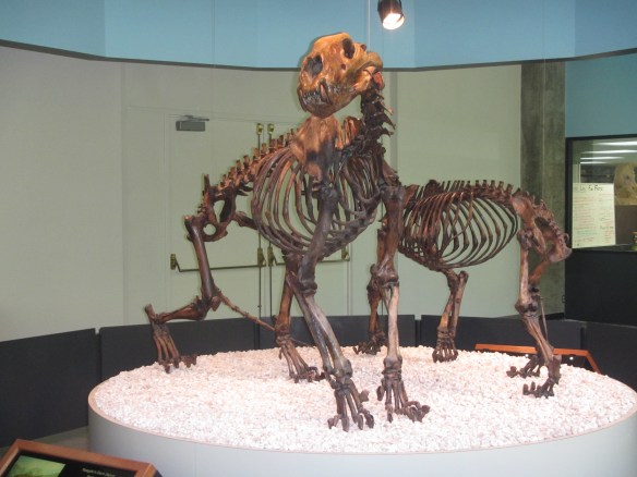 Panthera Atrox, American Lion, Giant Jaguar,Smilodon, California fossils, Prehistoric big cats, extinct cats, Saber-tooth Cat, Saber-tooth Tiger, Fossils, science, Pleistocene, La brea tar pits, Page Mueseum, Travel,