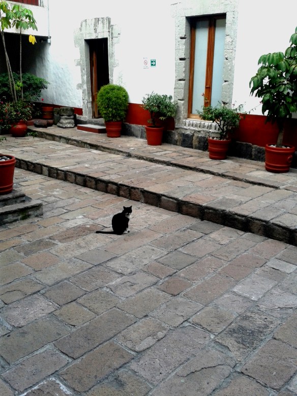cats, university for cats, mexico, university in mexico that rescues cats, TNR, Cats on campus, teaching students compassion for animals, Universidad del Claustro de Sor Juana, treating cats with respect, caring for community cats, cats around the world,