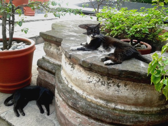 cats, university for cats, mexico, university in mexico that rescues cats, TNR, Cats on campus, teaching students compassion for animals, Universidad del Claustro de Sor Juana, treating cats with respect, caring for community cats, cats around the world, TNR works,