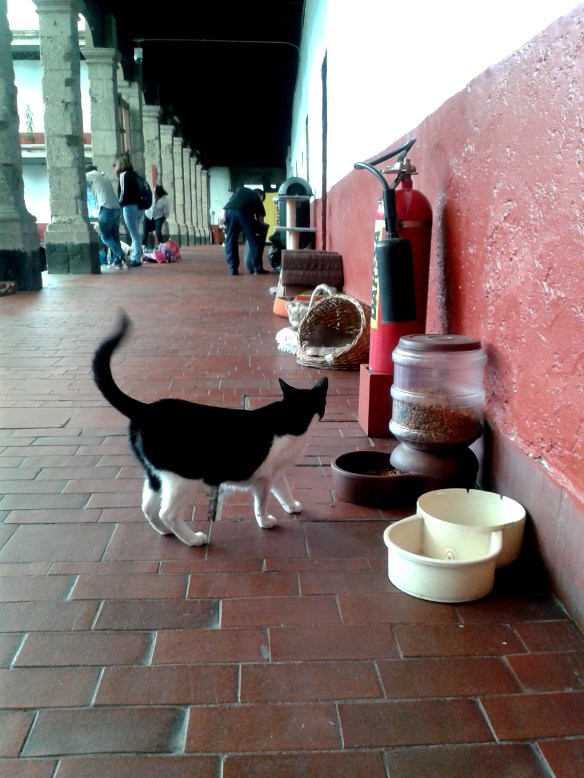 cats, university for cats, mexico, university in mexico that rescues cats, TNR, Cats on campus, teaching students compassion for animals, Universidad del Claustro de Sor Juana, treating cats with respect, caring for community cats, cats around the world, TNR works,