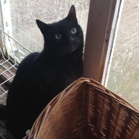 Working Cats, Feral Cats, Cats in a coal mine, UK, Kellingley Colliery, Cats retired from a coal mine, Cats in history, cats helping man, caring for working cats, cats who worked in a coal mine