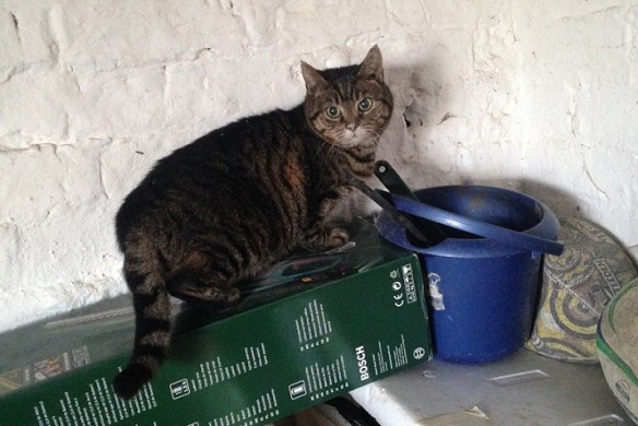Working Cats, Feral Cats, Cats in a coal mine, UK, Kellingley Colliery, Cats retired from a coal mine, Cats in history, cats helping man, caring for working cats, cats who worked in a coal mine
