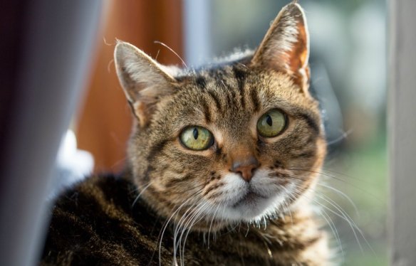 Working Cats, Feral Cats, Cats in a coal mine, UK, Kellingley Colliery, Cats retired from a coal mine, Cats in history, cats helping man, caring for working cats, cats who worked in a coal mine