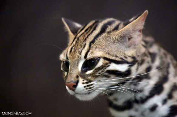 Camera traps, Hair traps, wildlife Phototograhy,tracking rare cats, Malyasia, Tigers, Clouded leopards, Leopard cat