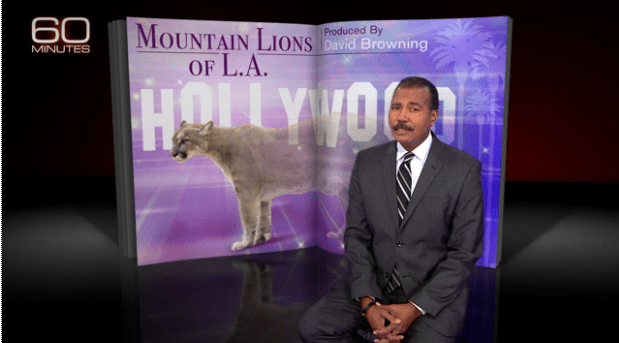 60 minutes, California, Griffith Park, LA, Mountain Lions of LA, P22, Save LA Cougars, Urban Wildlife, Wildlife Crossings