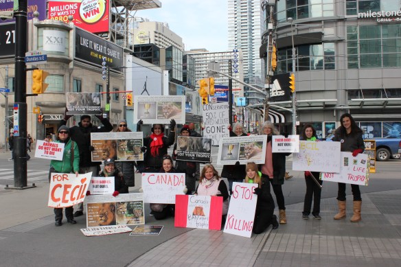 Cecil the lion, Rally for Cecil, Worldwide rally for cecil, rally to ban sport hunting, rally to ban trophy hunting, save lions, year of the lion, save big cats, save mountain lions, Big cats in Canada, Big cats in USA, killing is not conservation, Toronto