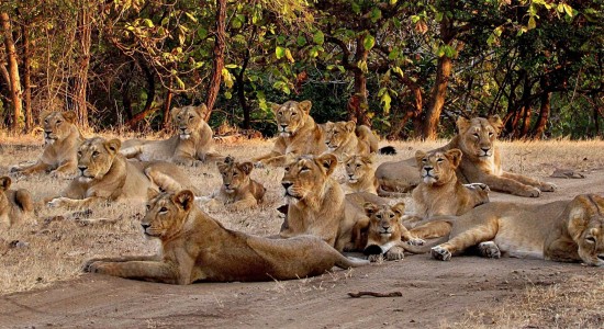 Lion Queens, Gir National Forest, India, Gir Lions of India, Gir National Park, Protecting wildlife, Women protecting wildlife, wildlife, forest, women forest guards, conservation, preservation, nature, Gir National Park, rescue, lions