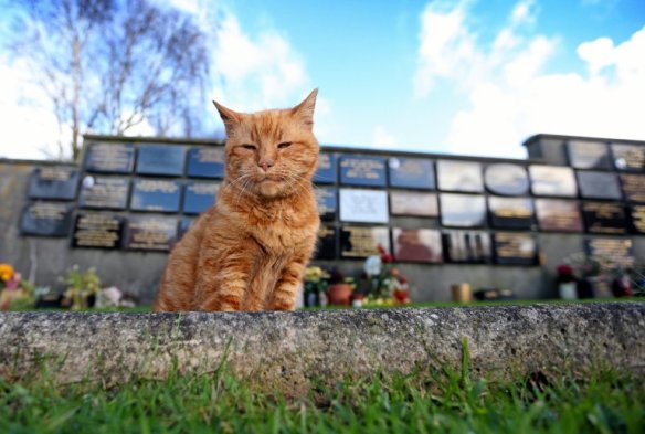 Barney the Cemetery cat, UK, Therapy cat, Cat comforts mouners, UK Cemetery, cats as healers, cats help cemetery mourners in UK, Ginger moggy Barney lived at St Sampson’s Parish cemetery dies, beloved cemetery cat dies, cats are guardian angels