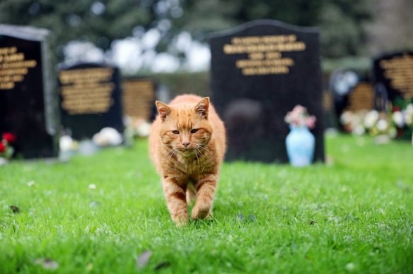Barney the Cemetery cat, UK, Therapy cat, Cat comforts mouners, UK Cemetery, cats as healers, cats help cemetery mourners in UK, Ginger moggy Barney lived at St Sampson’s Parish cemetery dies, beloved cemetery cat dies, cats are guardian angels