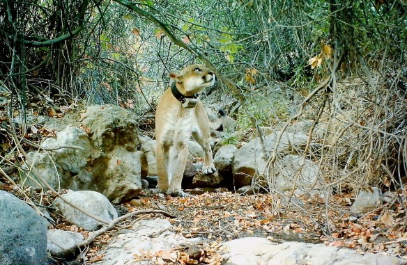 California, Griffith Park, Hollywood Hills Cougar, Los Angeles, P22, Save LA Cougars, Urban Wildlife, Wildlife Crossings, Living with wildlife, Conservation, Mountain Lions, 