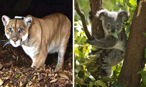 California, Griffith Park, Hollywood Hills Cougar, Los Angeles, P22, Save LA Cougars, Urban Wildlife, Wildlife Crossings, Living with wildlife, Conservation, Mountain Lions, 