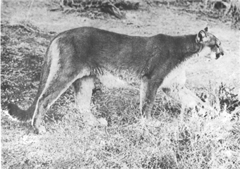 The Cougar, Book Review, Paula Wild, Mountain LIons, British Columbia, BC, Vancouver, Vancouver Island, Conservation, wildlife in Canada, Habitat, conservation, big cats in Canada, Save Mountain Lions, pumas,