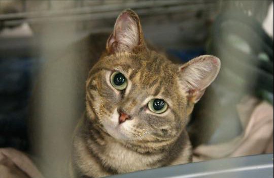 Ymm, Ymmfire, Alberta, Fort McMurray, Wildfires, Pet rescue, climate change, cat rescue, animal rescue, Canada, Natural disasters, Fort McMurray Animal Rescue, cats, dogs, Fort McMurray Fire Emergency Animal Assistance, Stove Cat,