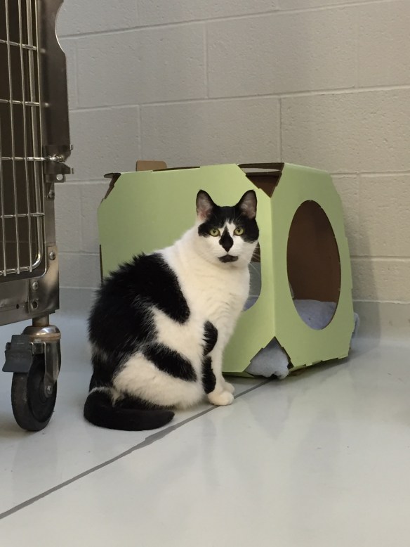 cats, adopt don't shop, Toronto Cats, Cats for adopttion, Toronto Animal Services, spay and neuter cats, adopt save a life, Cats of Toronto, cat rescue, Senior cats, older cats make great companions, black and white cats, shelter cats rule