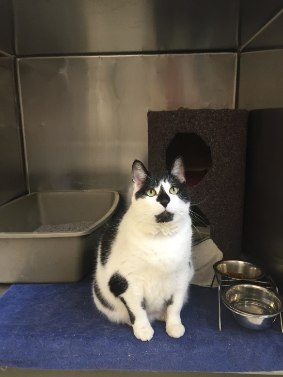 cats, adopt don't shop, Toronto Cats, Cats for adopttion, Toronto Animal Services, spay and neuter cats, adopt save a life, Cats of Toronto, cat rescue, Senior cats, older cats make great companions, black and white cats, shelter cats rule