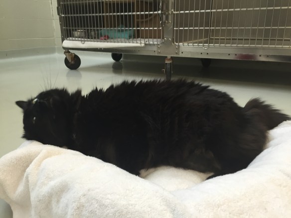 cats, adopt don't shop, Toronto Cats, Cats for adopttion, Toronto Animal Services, spay and neuter cats, adopt save a life, Cats of Toronto, cat rescue, Senior cats, older cats make great companions, black cats, shelter cats rule