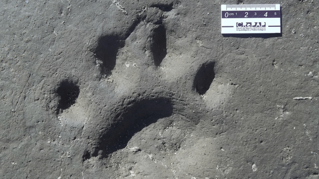 Saber tooth cat, Smilodon, Fossils, Argentina, South America, Prehistoric Cats, Big Cats, First saber toothed foot print fossils, 