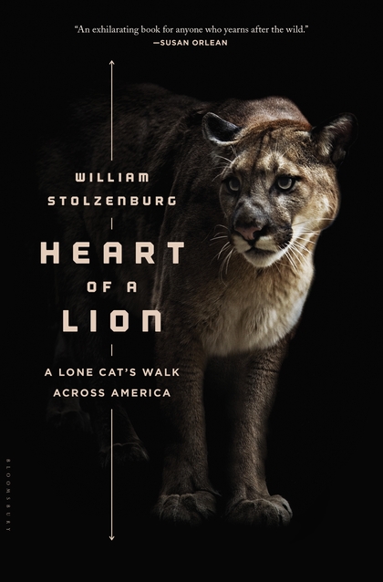 Heart of a Lion A Lone Cat's Walk Across America, William Stolzenburg, Mountain Lions, Pumas, Eastern Cougar, Book Review, Heart of a Lion, big cats of north america, American Lion, save pumas, Mountain Lions journey to find love,