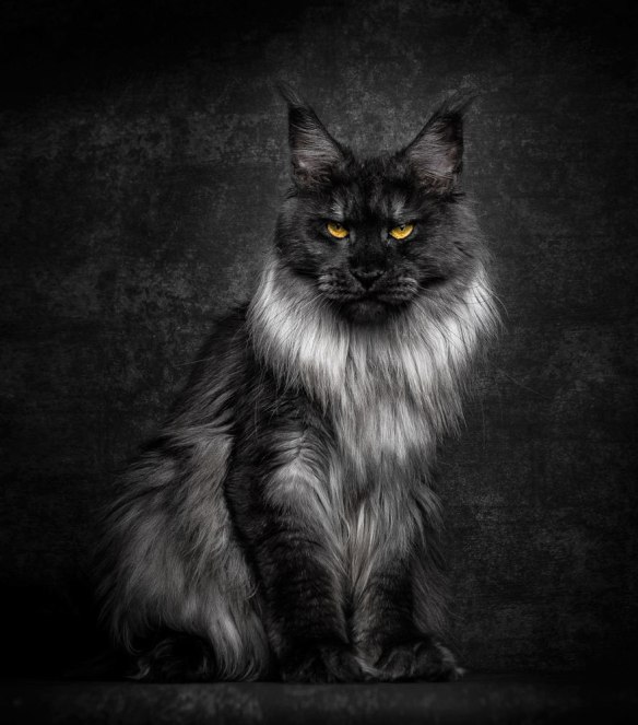 Robert Sijka, Maine Coon, Domestic cats, Photography, Cat Photography, House cats that look like wild cats, Cat breeds, black cats