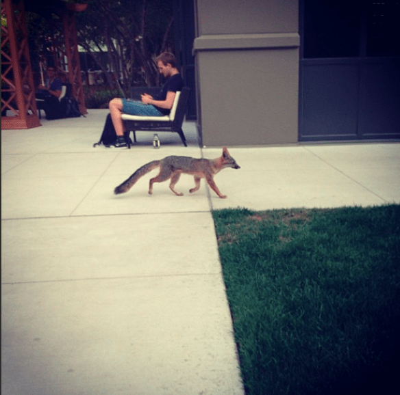 P-22, Mountain Lions, Los Angeles, LA, Hollywood hills cougar, National Wildlife Federation, When Mountain Lions Are Neighbors: People and Wildlife Working It Out in California, Beth Pratt-Bergstrom, Save LA Cougars, Wildlife Crossing, Save Mountain Lions, Urban Wildlife, Griffith Park, Living with Wildlife, P22 day, Facebook Foxes