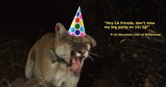 P-22, Mountain Lions, Los Angeles, LA, Hollywood hills cougar, National Wildlife Federation, When Mountain Lions Are Neighbors: People and Wildlife Working It Out in California, Beth Pratt-Bergstrom, Save LA Cougars, Wildlife Crossing, Save Mountain Lions, Urban Wildlife, Griffith Park, Living with Wildlife, P22 day