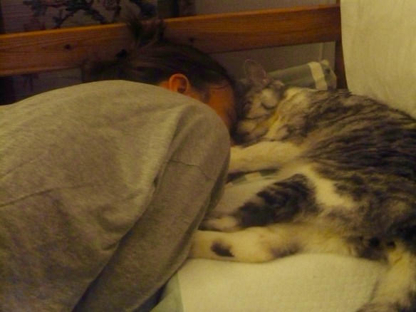 cats, pet loss, pets with cancer, cats with cancer, saying goodbye, cats are family, adopt don't shop, silver tabby,