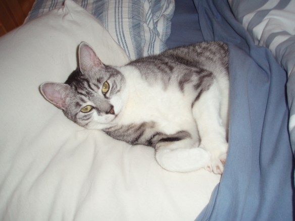 cats, pet loss, pets with cancer, cats with cancer, saying goodbye, cats are family, adopt don't shop, silver tabby,