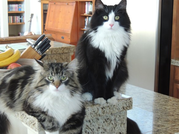 Norwegian Forest Cats, Cats of California, Cats Are Family, Little Lions, Cats of the Internet, Lets Talk About Your Cat, Purr and Roar, Catruday, Cats as teachers, cats of San Diego
