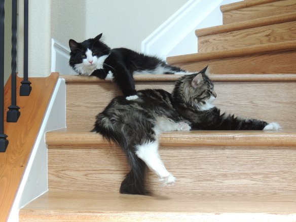 Norwegian Forest Cats, Cats of California, Cats Are Family, Little Lions, Cats of the Internet, Lets Talk About Your Cat, Purr and Roar, Catruday, Cats as teachers,