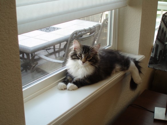 Norwegian Forest Cats, Cats of California, Cats Are Family, Little Lions, Cats of the Internet, Lets Talk About Your Cat, Purr and Roar, Catruday, Cats as teachers,