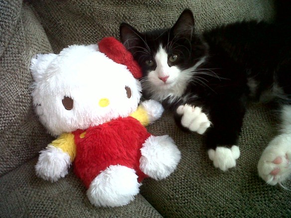 Norwegian Forest Cats, Cats of California, Cats Are Family, Little Lions, Cats of the Internet, Lets Talk About Your Cat, Purr and Roar, Catruday, Cats as teachers,