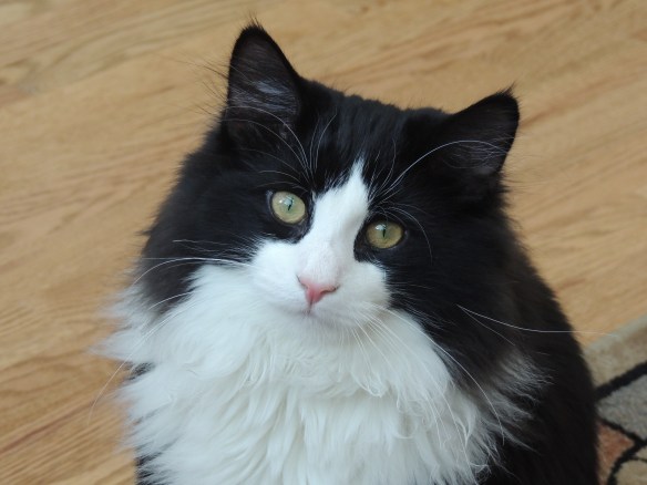 Let’s Talk About Your Cat!