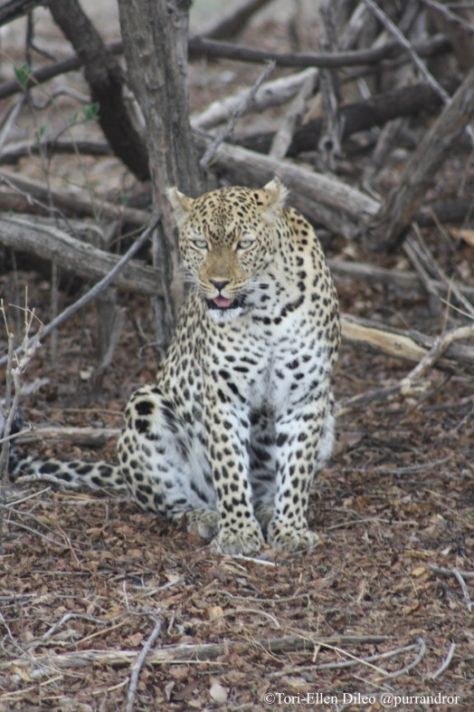 Leopard, Panthera Pardus, Africa, Zambia, South Luangwa National Park, Endangred Species, South Africa, Big Cats, apex predator, ban trophy hunting, wildlife photography