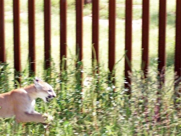 Fence, Border Wall, U.S. Mexico, wildlife, pumas, ocelots, coati, jaguar, environment, biodiverstiy, extinction, 