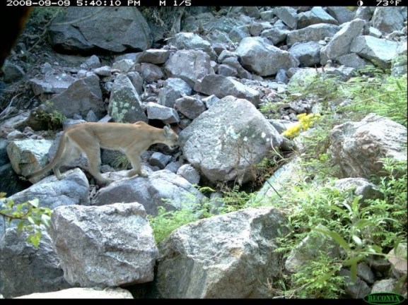Fence, Border Wall, U.S. Mexico, wildlife, pumas, ocelots, coati, jaguar, environment, biodiverstiy, extinction, 