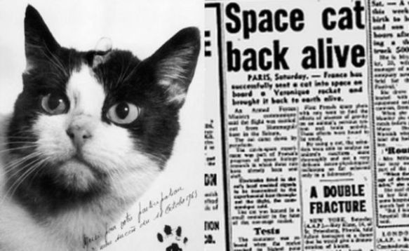 Félicette, the first cat in space, cats in space, animals in space,