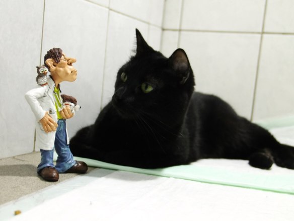  cats, black cats, cats as healers, cat nurse, Lyutsik,Russia, animal clinic, cat heroes, healing paws, PK Perm, cats and dogs 