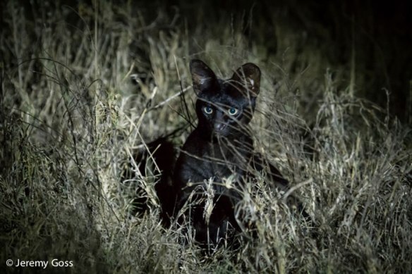 Melanistic serval, Serval, Africa, travel, ethical travel, safari, East Africa, Kenya, wild cats, conservation, ecotourism, Jeremy Goss, wildlife photography