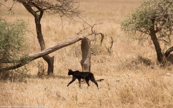 Melanistic serval, Serval, Africa, travel, ethical travel, safari, Amboseli National Park, wild cats, conservation, ecotourism,