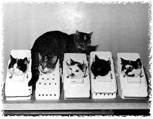 Félicette, the first cat in space, cats in space, animals in space, animals used in research, cats used in research