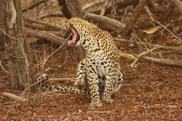 How the Leopard got its spots, Zambia, Africa, Leopards, spots, spotted cats, big cats, wildlife, cool facts about cats, panthera pardus, dappled cats, 